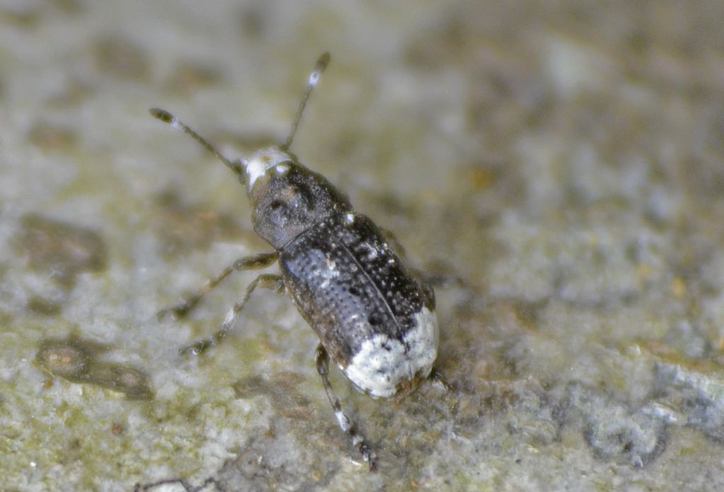 Forse curculionide? No, Anthribidae - Platystomos albinus